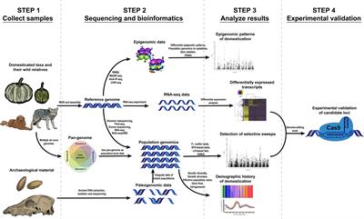 Frontiers Genomic Transcriptomic And Epigenomic Tools To Study The